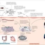 chagas-disease-43.jpeg