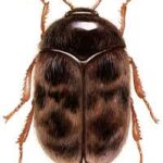 khapra-beetle-55.jpeg