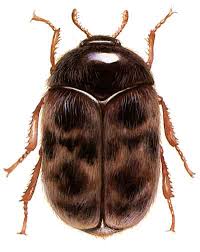 khapra-beetle-55.jpeg