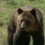 grizzly-attack-calgary-70.jpeg