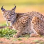 iberian-lynx-140.jpeg