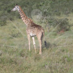 tanzania-144.jpeg