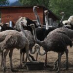 ostrich-farm-bc-9.jpeg