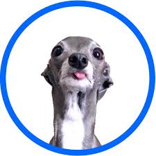 tika-the-iggy-127.jpeg