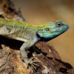 lizard-island-death-cruise-ship-12.jpeg