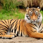 tiger-93.jpeg