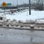 school-closures-in-new-brunswick-today-143.webp