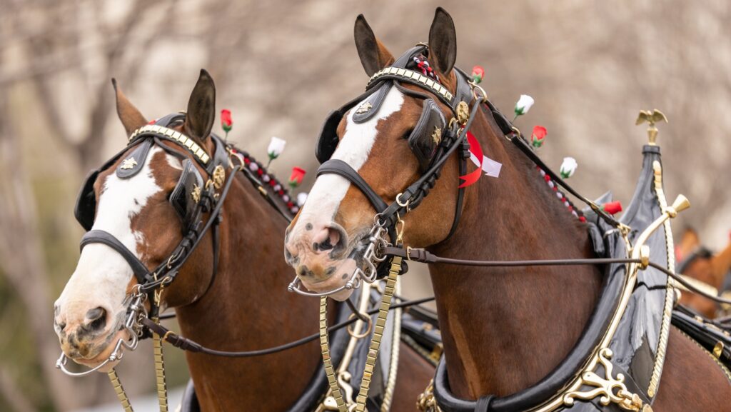 budweiser-ad-2026-283.jpeg