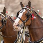 budweiser-ad-2026-283.jpeg