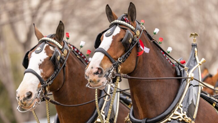 budweiser-ad-2026-283.jpeg