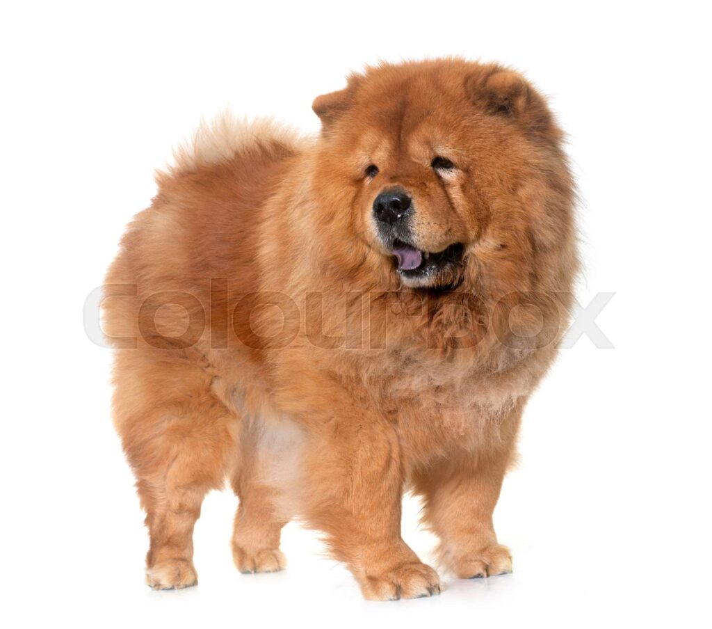 chow-9.jpeg