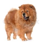 chow-9.jpeg