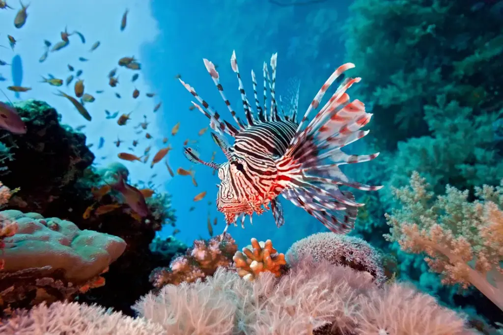 coral — CA news