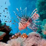 coral — CA news