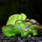 fungi — CA news