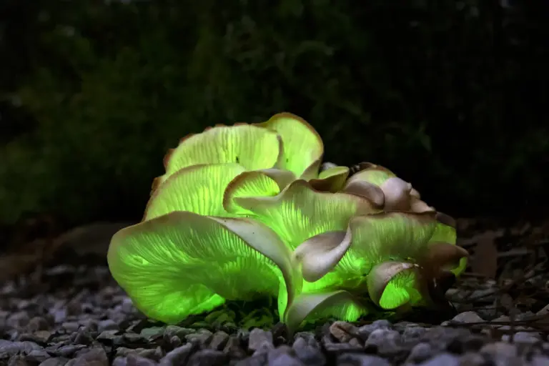 fungi — CA news