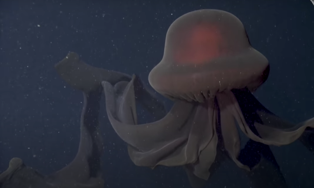 giant-phantom-jellyfish-1656.webp
