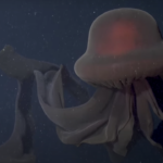 giant-phantom-jellyfish-1656.webp