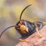 hornets — CA news