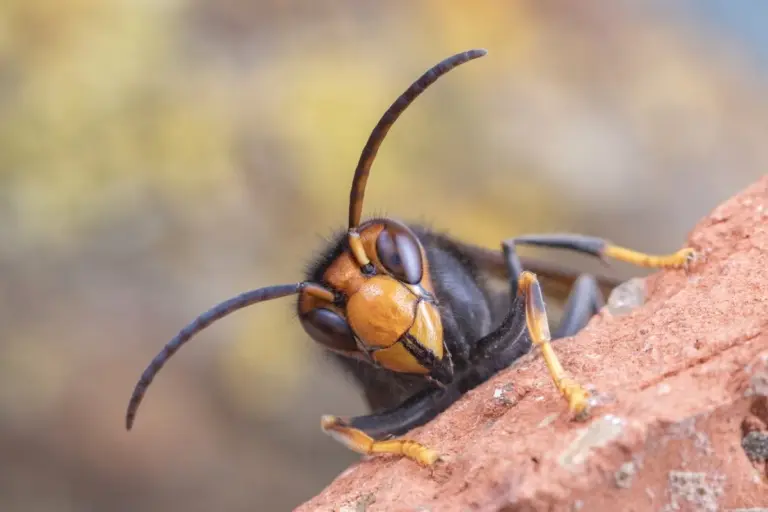 hornets — CA news