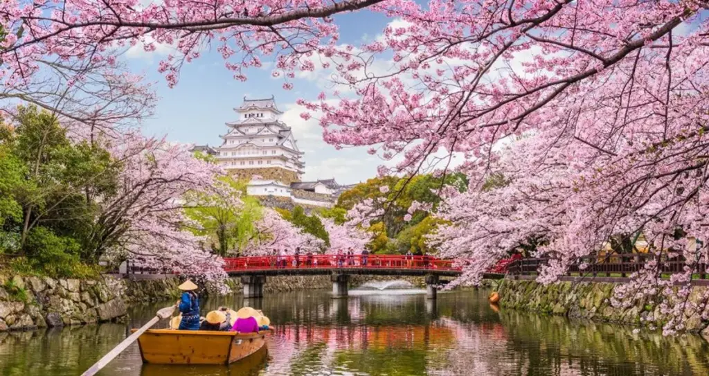 japan-cherry-blossom-festival-cancelled-654.webp