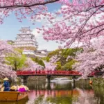 japan-cherry-blossom-festival-cancelled-70.webp