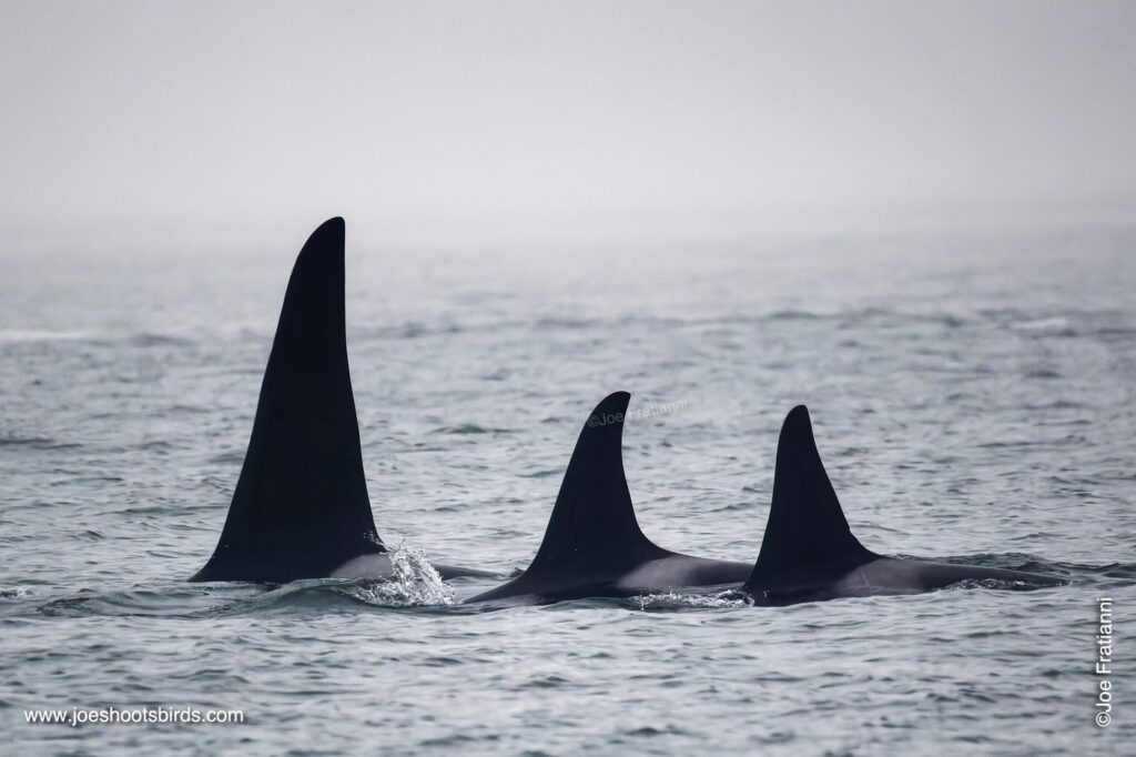 joe-juneau-1283.jpeg