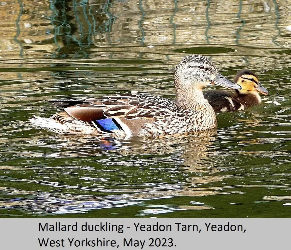 mallard-168.webp
