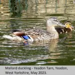 mallard-168.webp