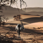 namibia-73.jpeg