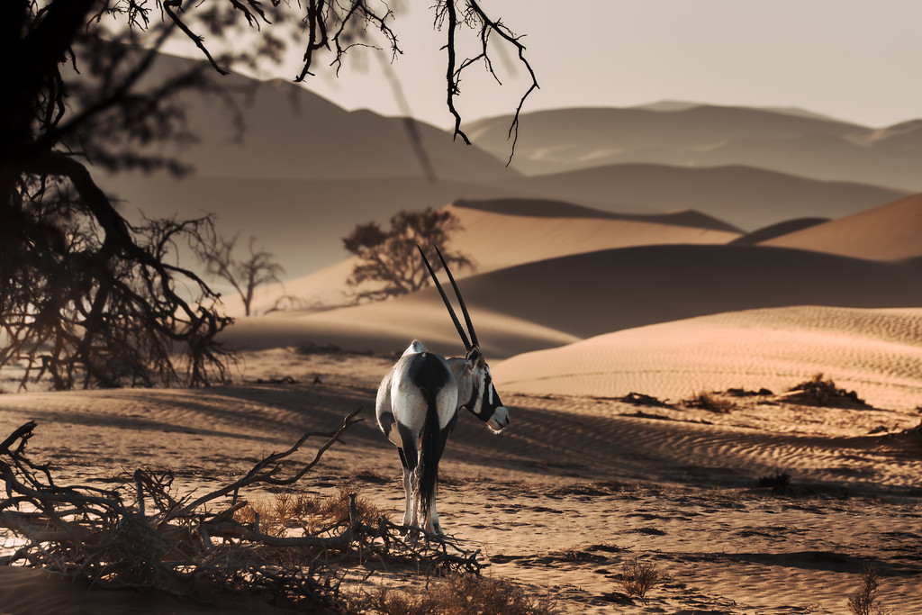 namibia-73.jpeg