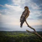 pete-james-london-ontario-1571.webp