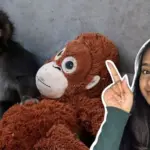 punch monkeys — CA news