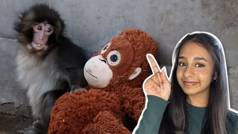 punch monkeys — CA news