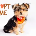 puppy-bowl-2026-271.webp