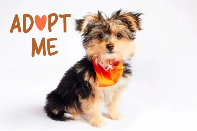 puppy-bowl-2026-271.webp