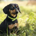 puppy-bowl-2026-adoptable-dogs-212.webp