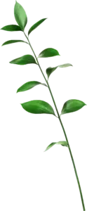 telus-230.webp