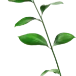 telus-230.webp