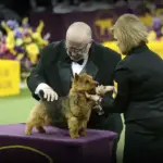westminster-dog-show-2026-doberman-16.webp