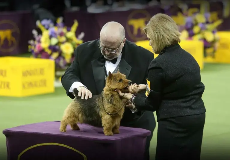 westminster-dog-show-2026-doberman-16.webp