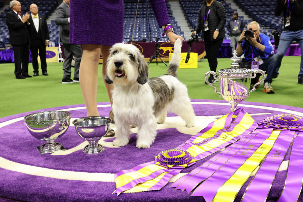 westminster-kennel-club-dog-show-240.jpeg
