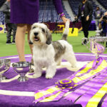 westminster-kennel-club-dog-show-240.jpeg