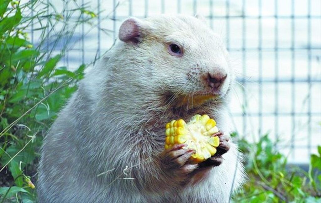 wiarton-willie-2026-32.jpeg