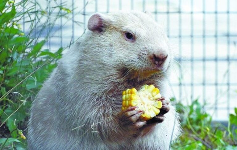 wiarton-willie-2026-32.jpeg