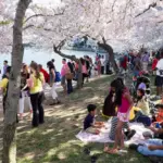 cherry blossom festival — CA news