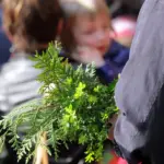 dimanche des rameaux — CA news