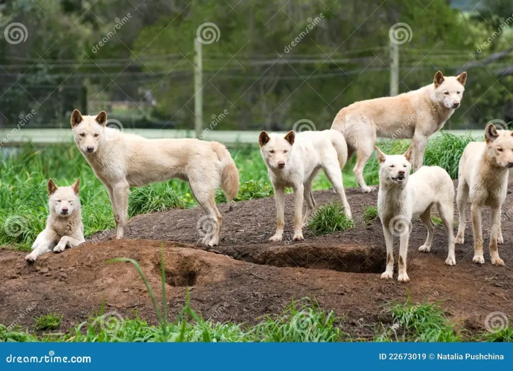 dingos — CA news