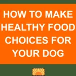 dog — CA news