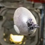 don pettit iss space potato — CA news